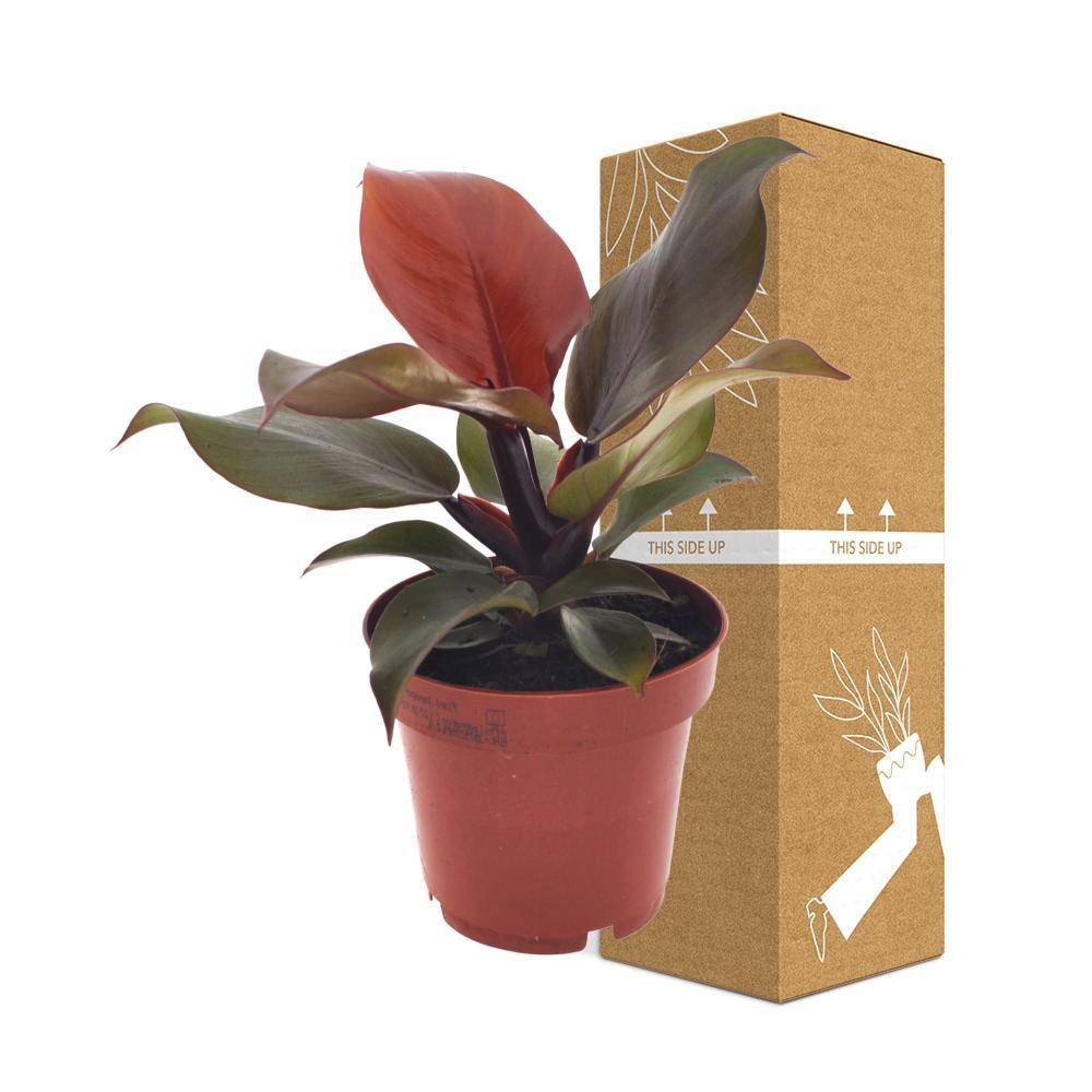 La Green Touch - Philodendron Imperial Red 25cm - Plante d'intérieur- La Green Touch - Image 4