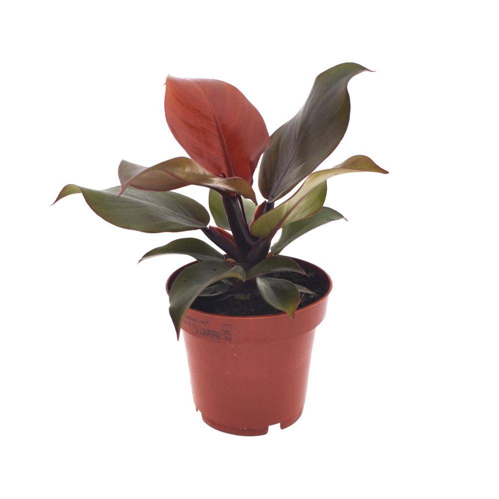 La Green Touch - Philodendron Imperial Red 25cm - Plante d'intérieur- La Green Touch - Image 1