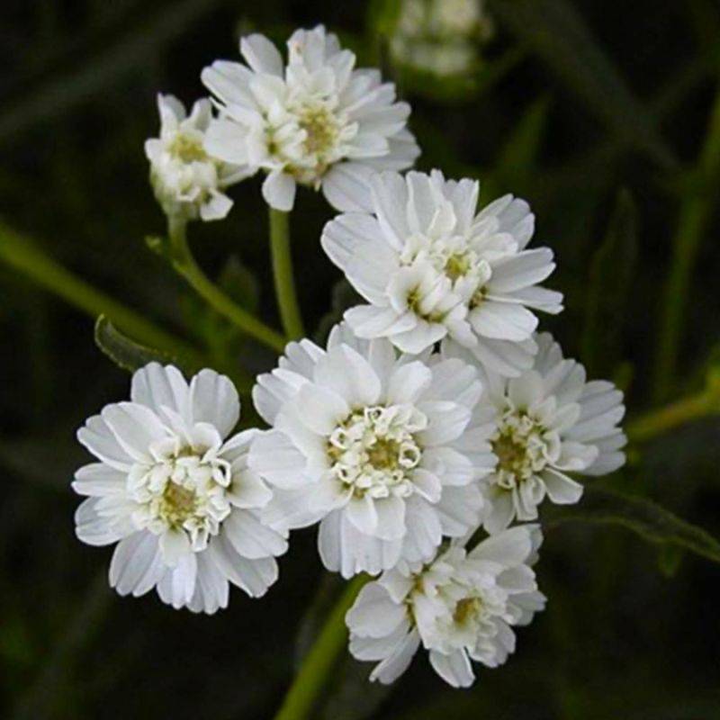 3 Achillées Ptarmique 'Boule de Neige' (Achillea Ptarmica) - Lot de 3 vivaces - Pépinières Naudet - Image 1