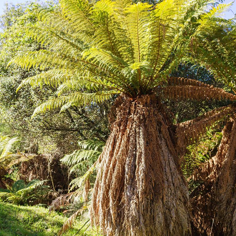 Fougère arborescente - Dicksonia fibrosa Pot de 3L/4L - Image 1