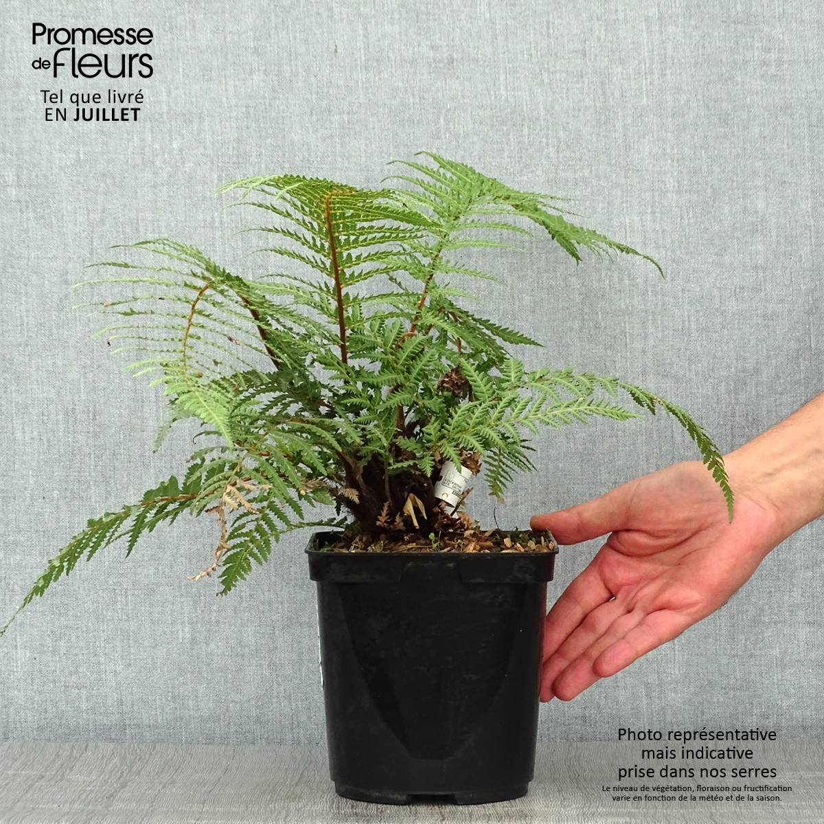Fougère arborescente - Dicksonia fibrosa Pot de 3L/4L - Image 2