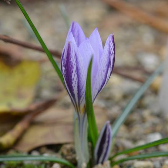 Promesse de Fleurs - Crocus botanique laevigatus Fontenayi - Crocus d'automne Bulbe calibre I (par 15)