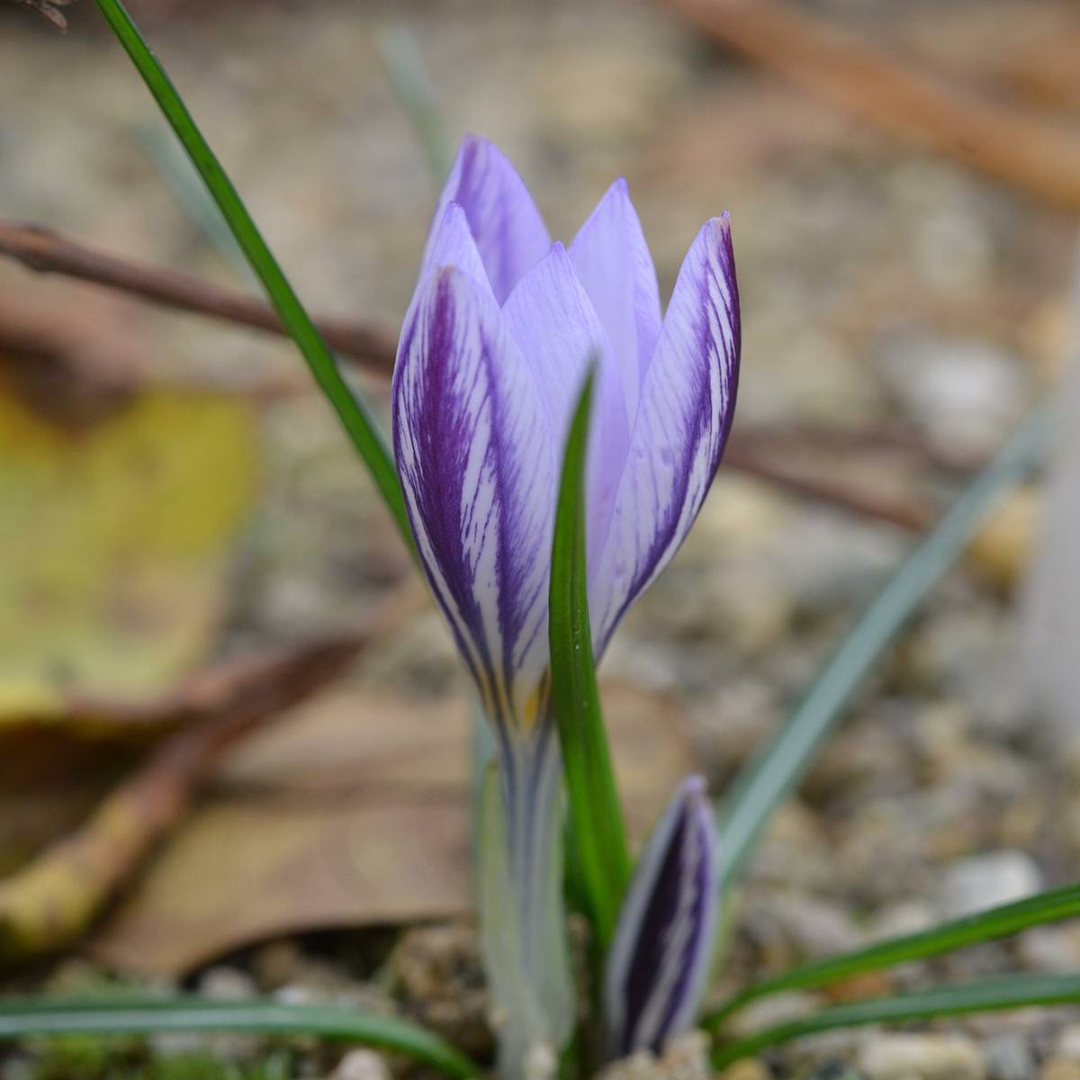 Promesse de Fleurs - Crocus botanique laevigatus Fontenayi - Crocus d'automne Bulbe calibre I (par 15)