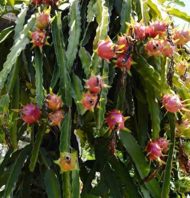 Sans Marque - Pitaya : Hylocereus costa rica (Pitaya ou fruit du dragon) Couleur floraison:jaune - Taille:Pot de 4 litres ? 40/60 cm - Image 2