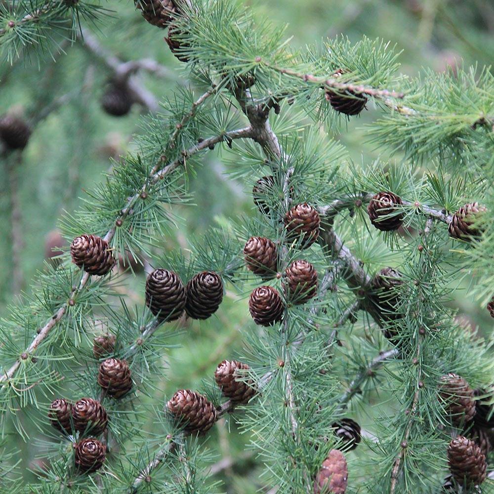 Promesse de Fleurs - Larix decidua - Mélèze d'Europe Pot de 4L/5L - Image 1
