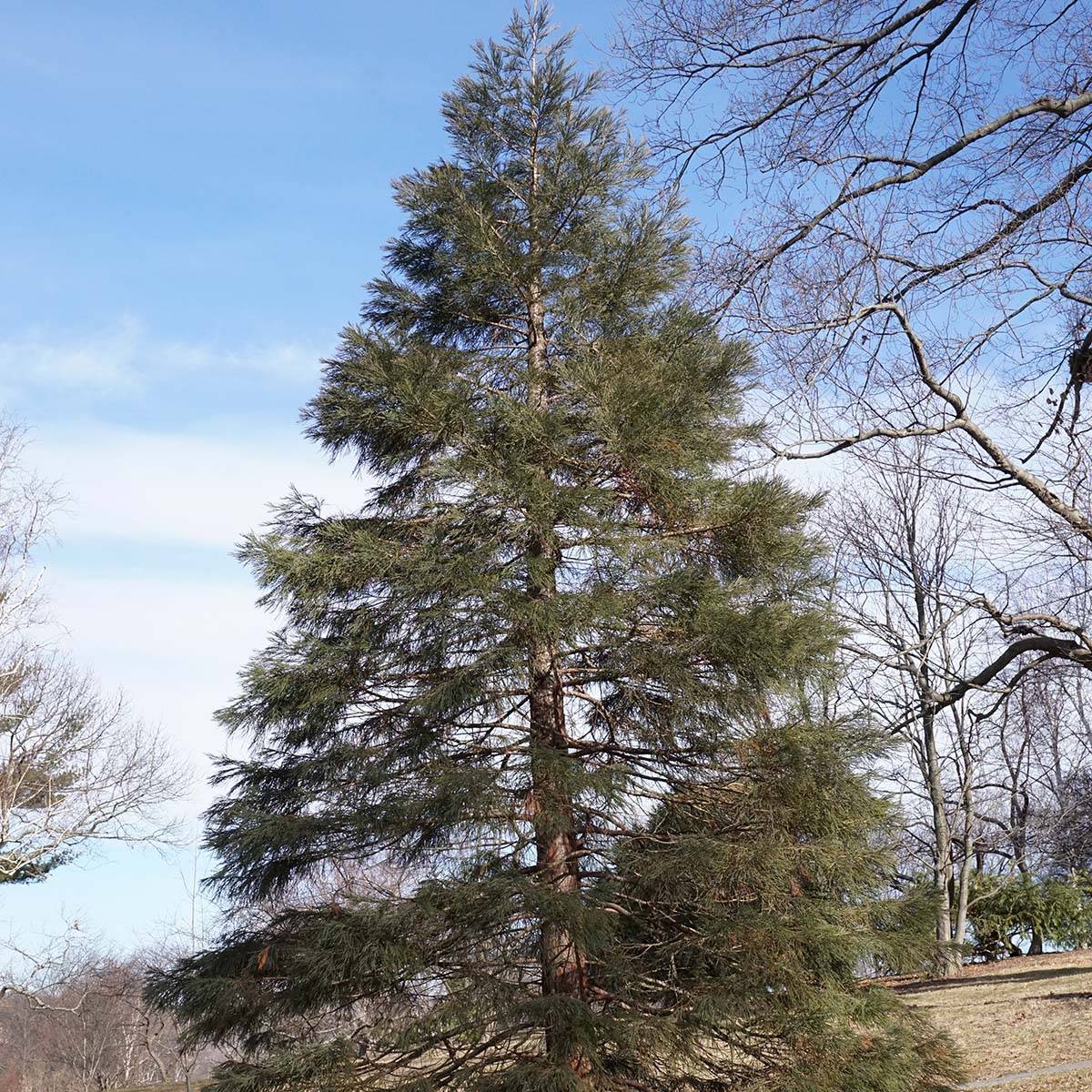 Sequoiadendron giganteum - Séquoia géant  Pot de 2L/3L - Image 1