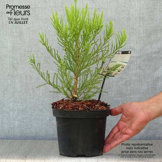 Sequoiadendron giganteum - Séquoia géant Pot de 2L/3L - Image 2