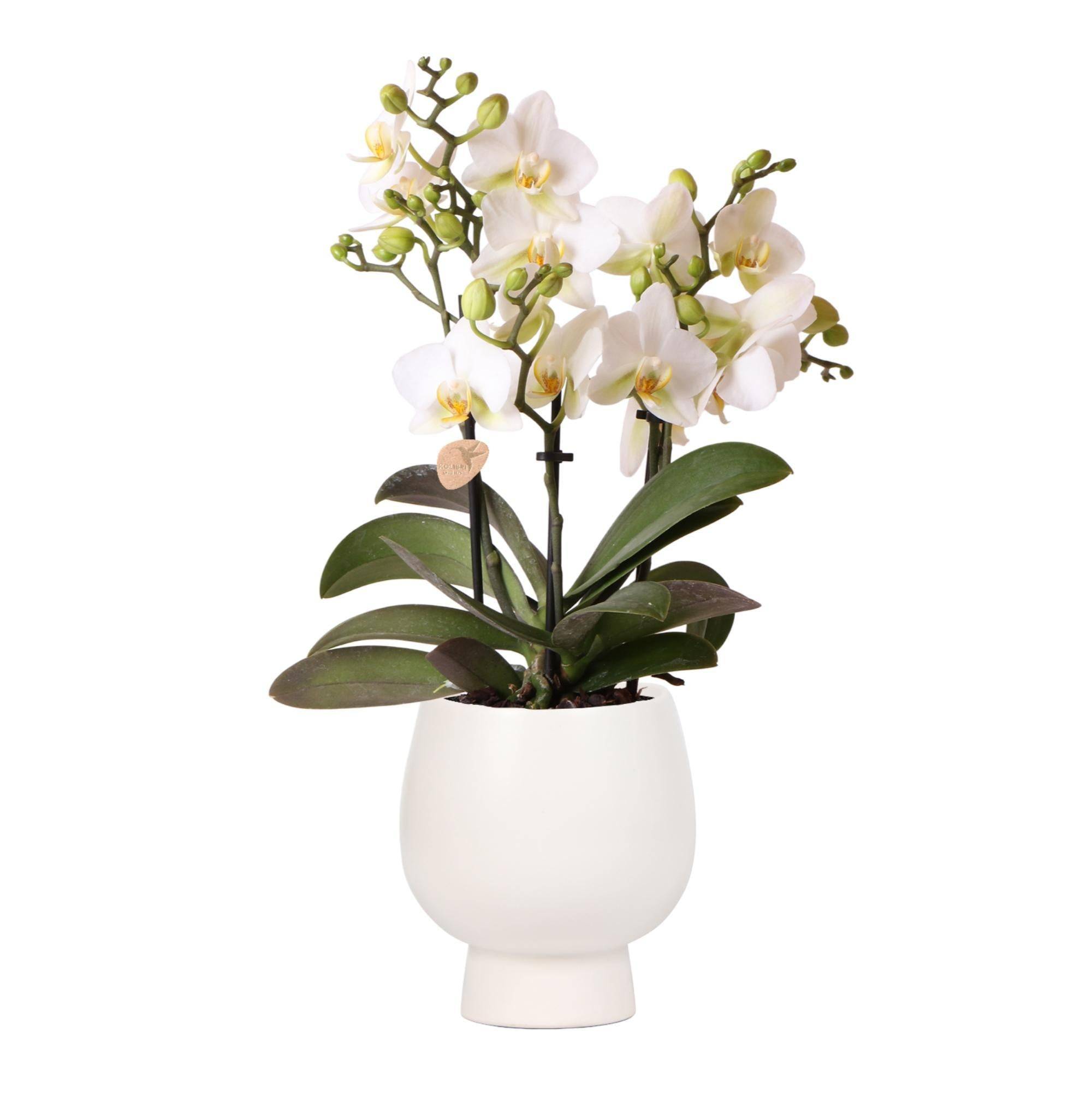 La Green Touch - Orchidée blanche et son pot- La Green Touch Blanc - Hauteur 35cm - Image 1