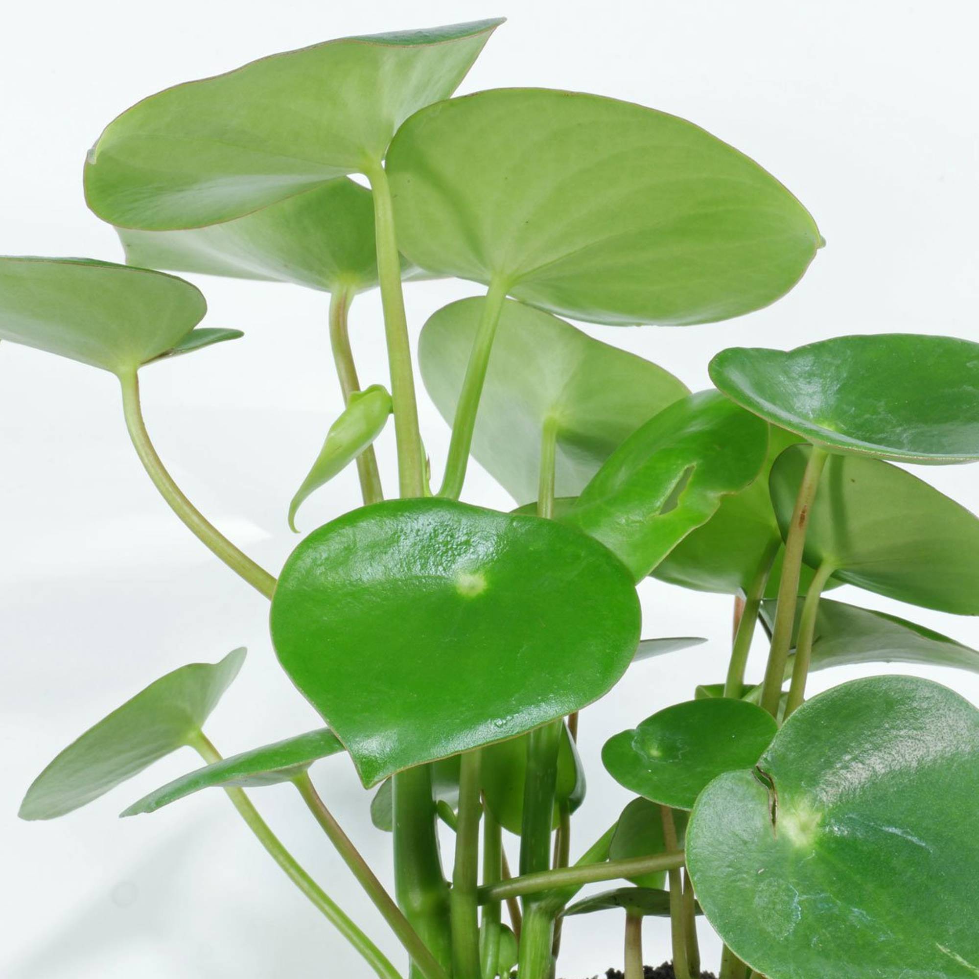 Gardenersdream - Peperomia Polybotrya Raindrop | Plante D'Intérieur Compacte Idéale (20-30 Cm Pot Inclus)  - GardenersDream - Image 3