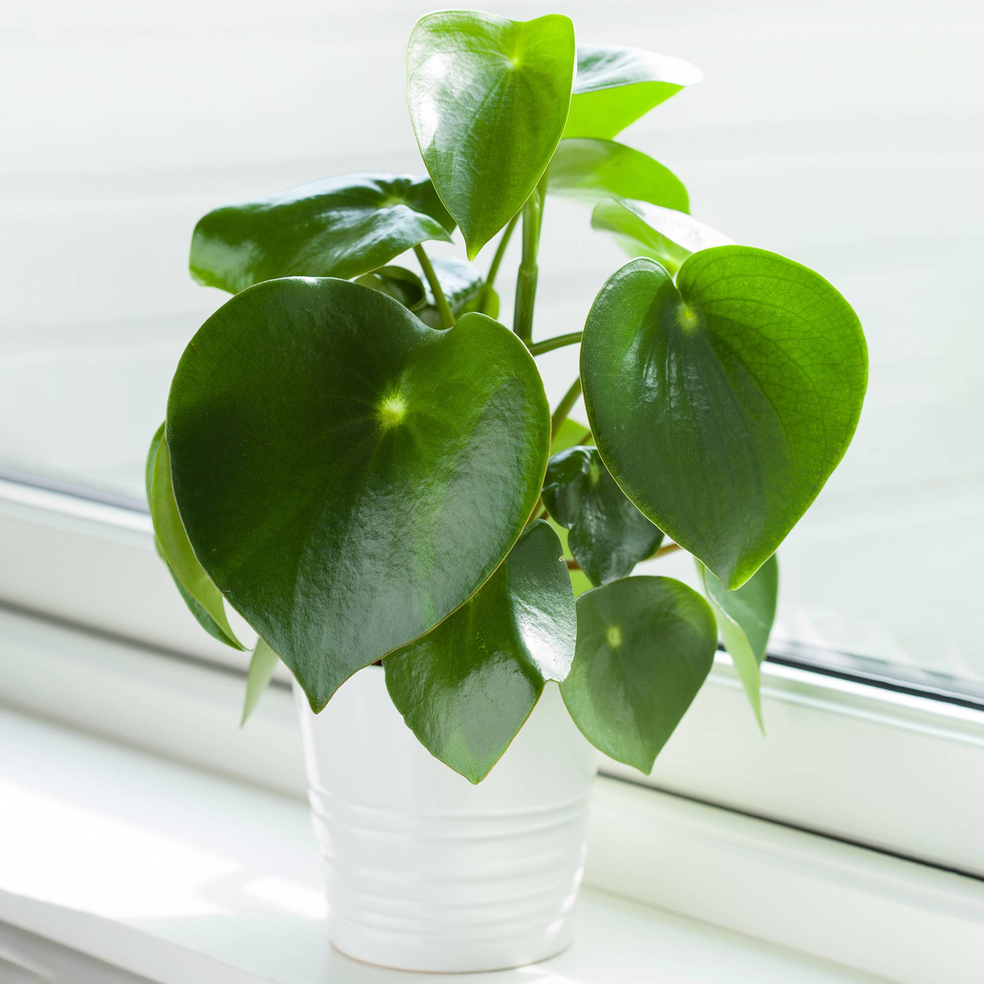 Gardenersdream - Peperomia Polybotrya Raindrop | Plante D'Intérieur Compacte Idéale (20-30 Cm Pot Inclus)  - GardenersDream - Image 1