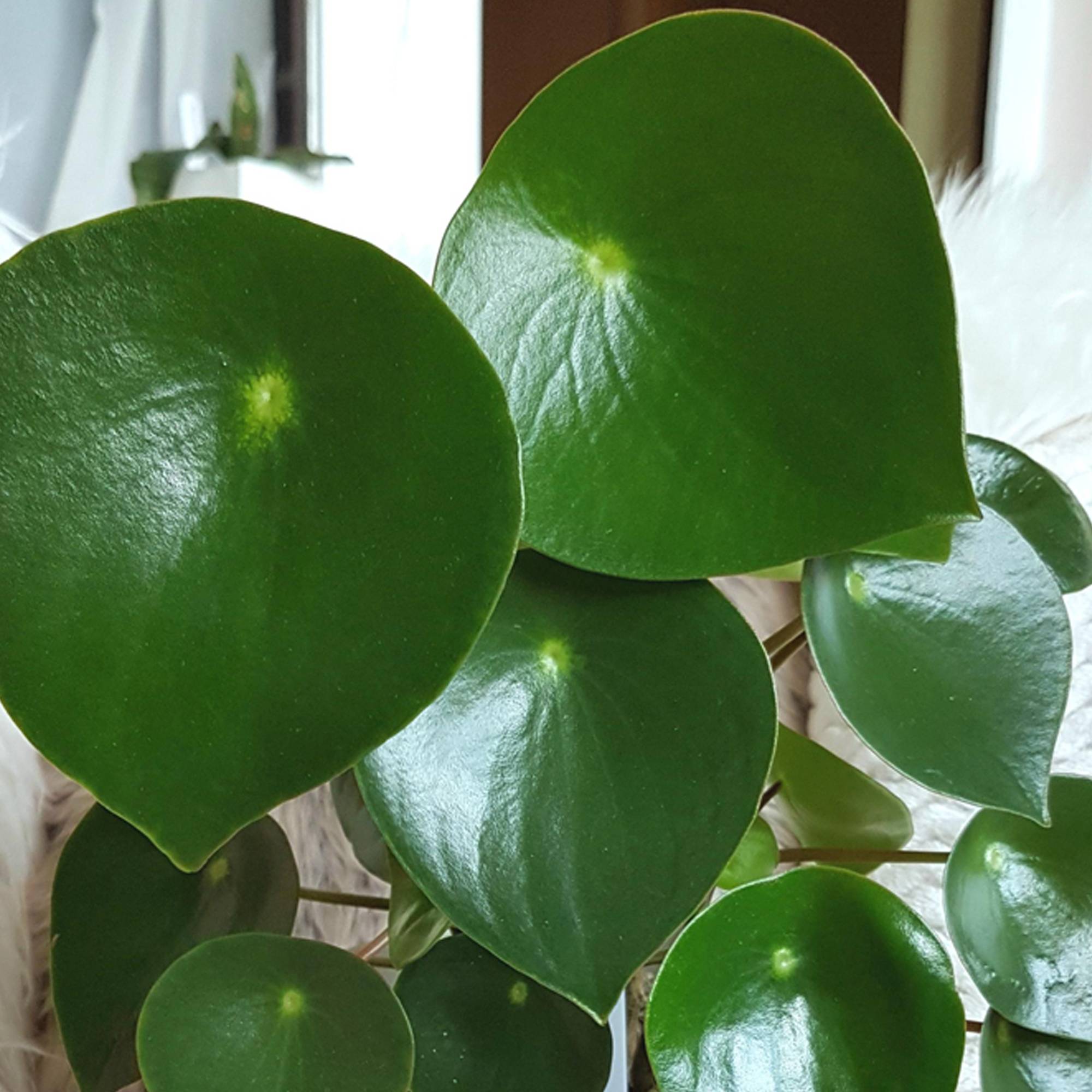 Gardenersdream - Peperomia Polybotrya Raindrop | Plante D'Intérieur Compacte Idéale (20-30 Cm Pot Inclus)  - GardenersDream - Image 2