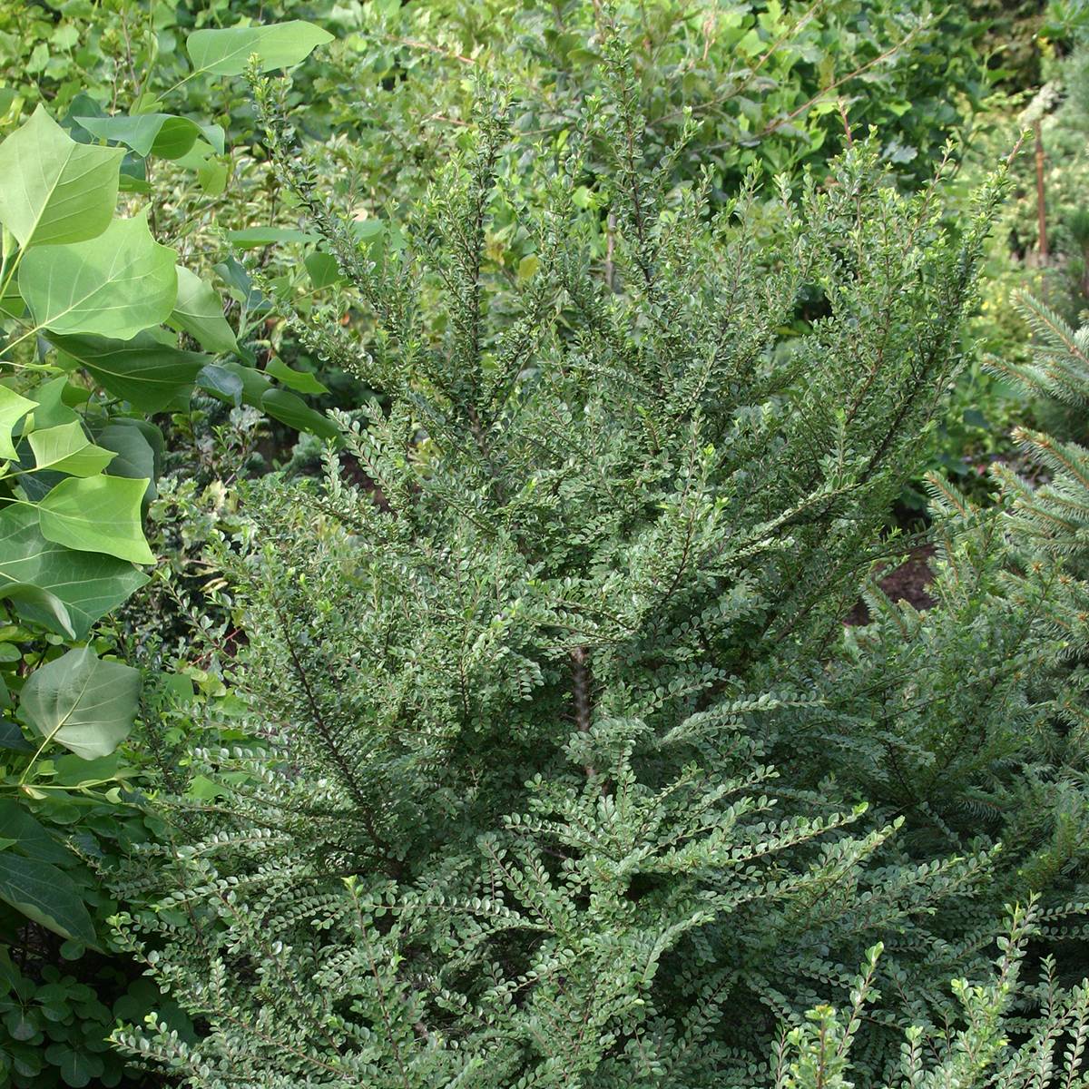Ulmus parvifolia Seiju - Orme de Chine Pot de 4L/5L, Tige, Tige de 80 cm