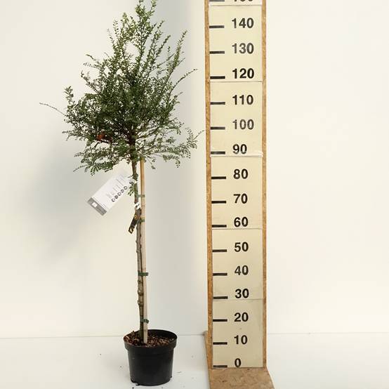 Ulmus parvifolia Seiju - Orme de Chine Pot de 4L/5L, Tige, Tige de 80 cm - Image 2