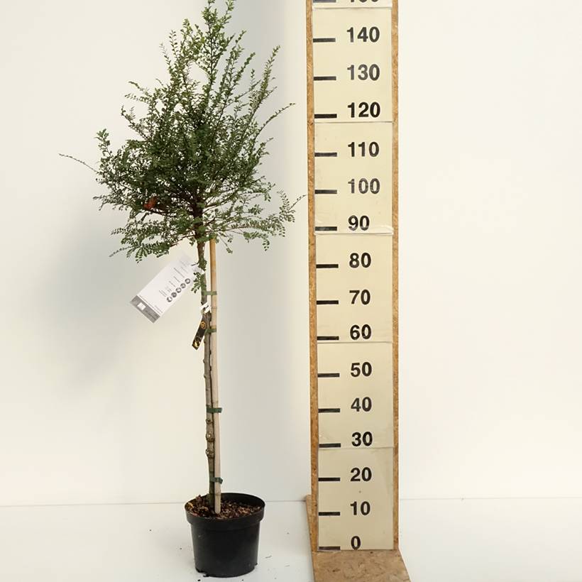 Ulmus parvifolia Seiju - Orme de Chine Pot de 4L/5L, Tige, Tige de 80 cm - Image 2