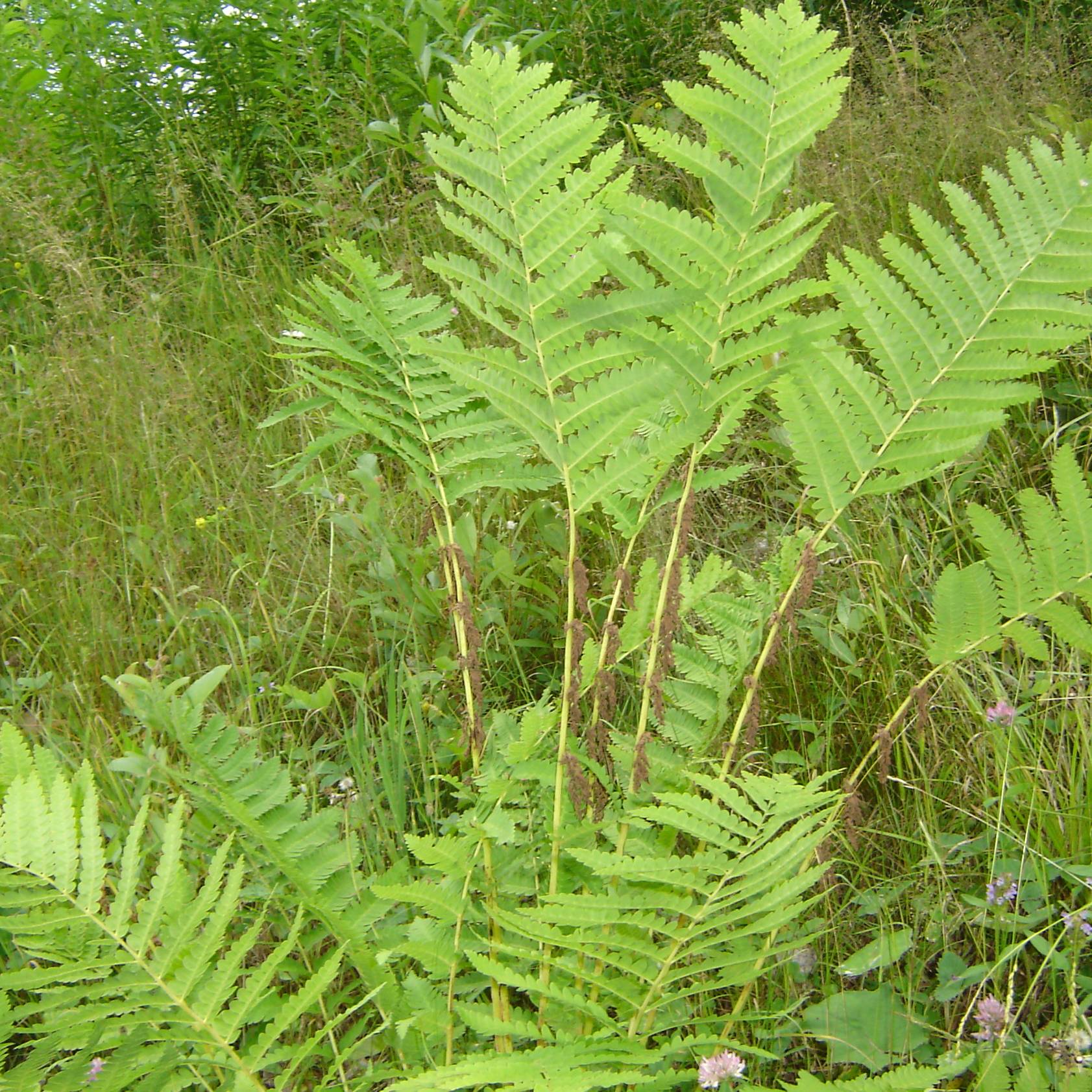 Promesse de Fleurs - Osmunda claytoniana - Osmonde de Clayton, fougère Godet de 8/9 cm