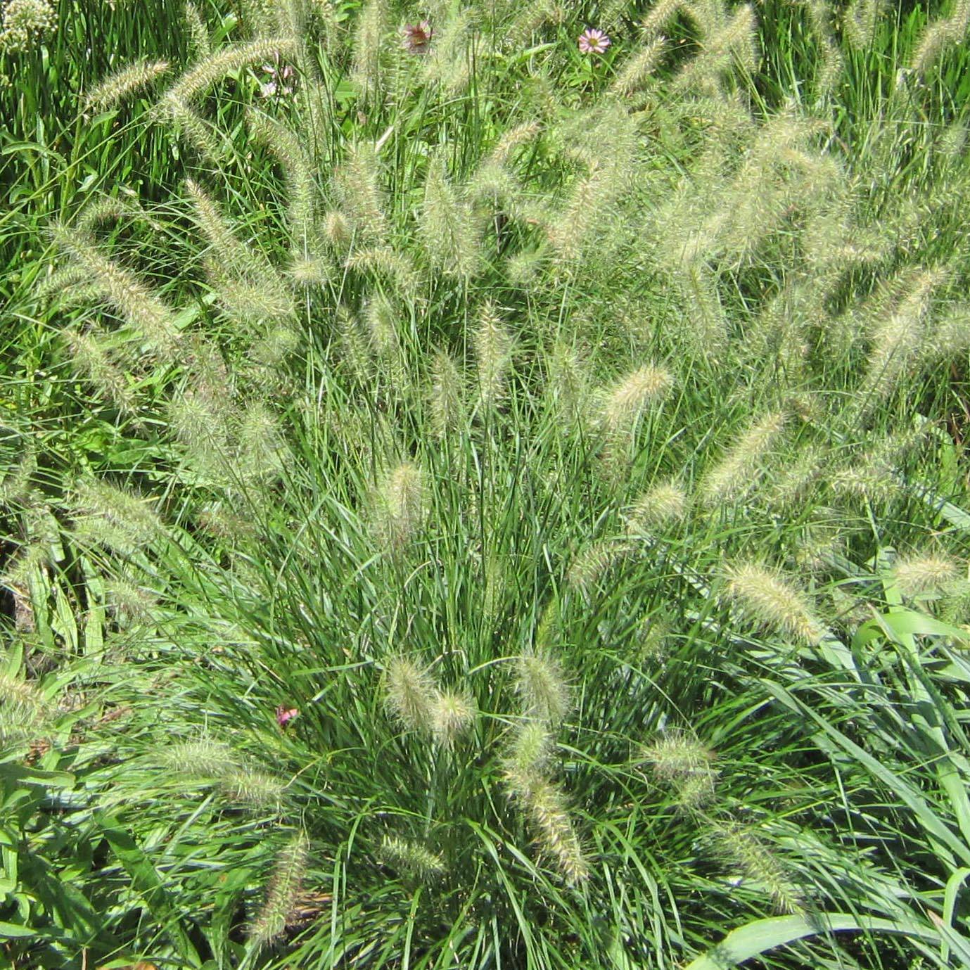 Pennisetum alopecuroides Cassian - Herbe aux écouvillons Godet de 8/9 cm