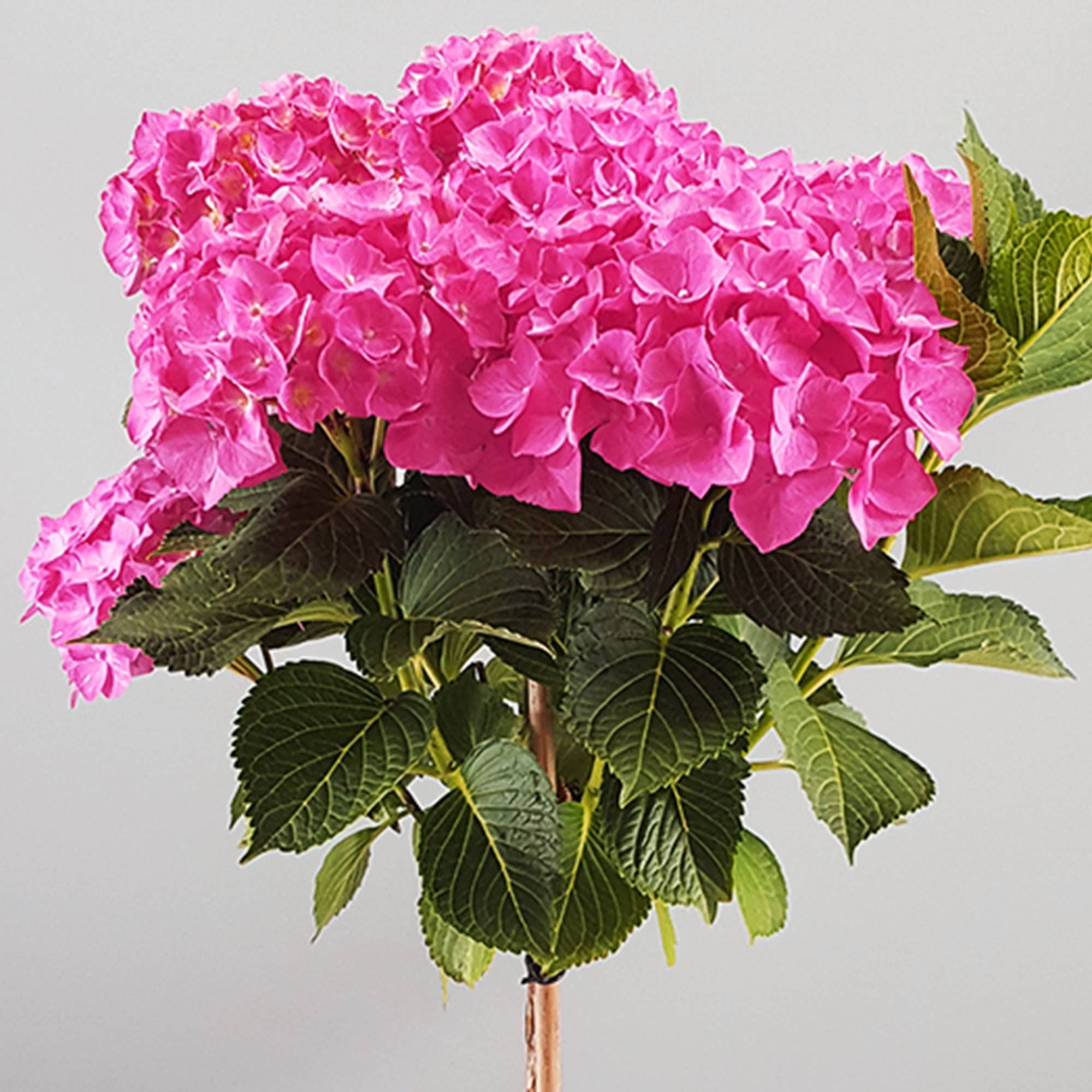 Gardenersdream - Hortensia macrophylla arbre patio rose, pot 3L, 50-90 cm - parfait pour terrasses et jardins - GardenersDream - Image 2