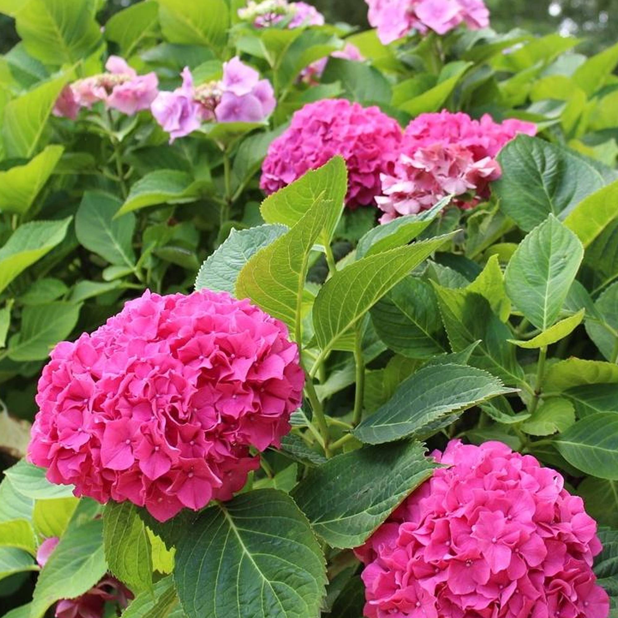 Gardenersdream - Hortensia macrophylla arbre patio rose, pot 3L, 50-90 cm - parfait pour terrasses et jardins - GardenersDream - Image 4