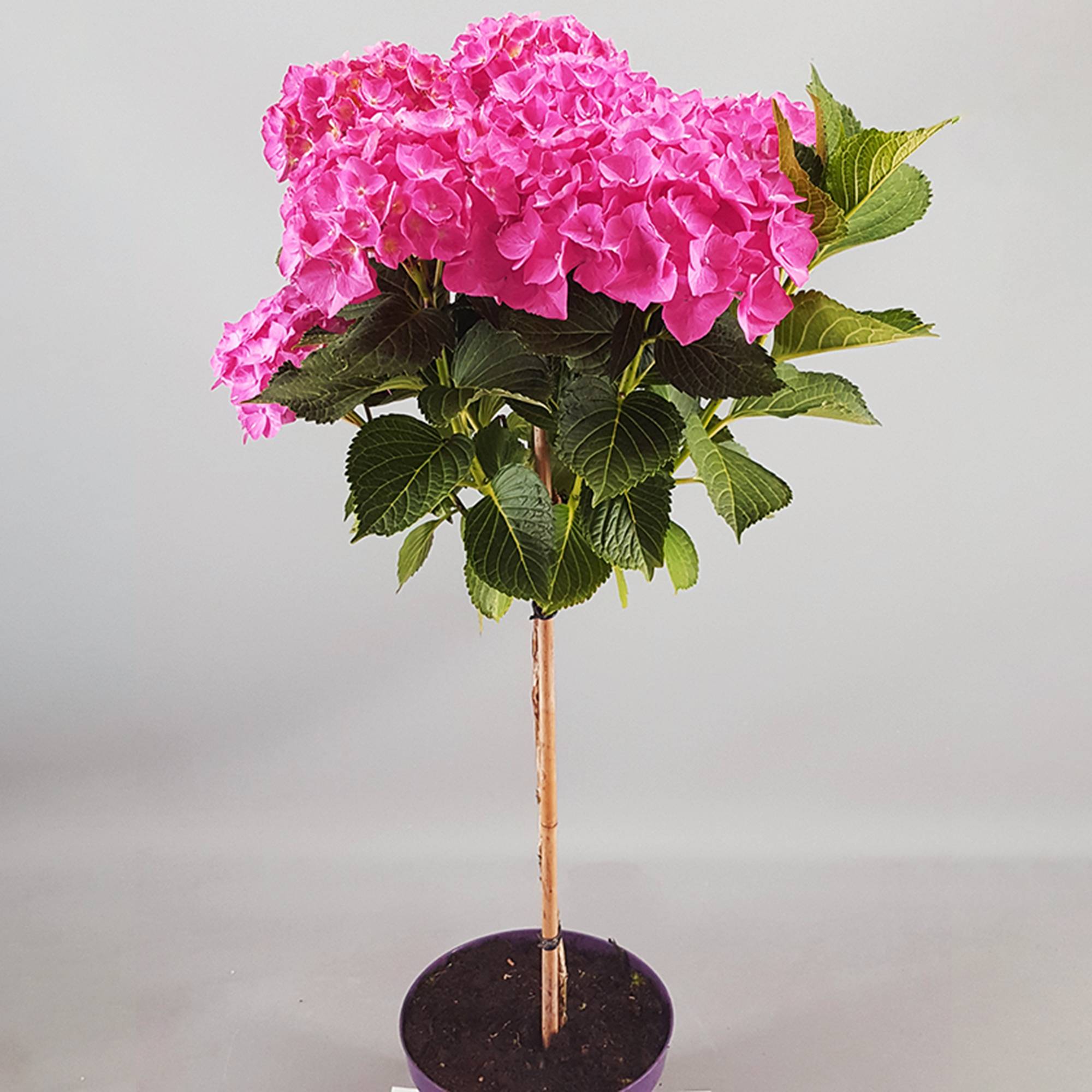 Gardenersdream - Hortensia macrophylla arbre patio rose, pot 3L, 50-90 cm - parfait pour terrasses et jardins - GardenersDream - Image 3