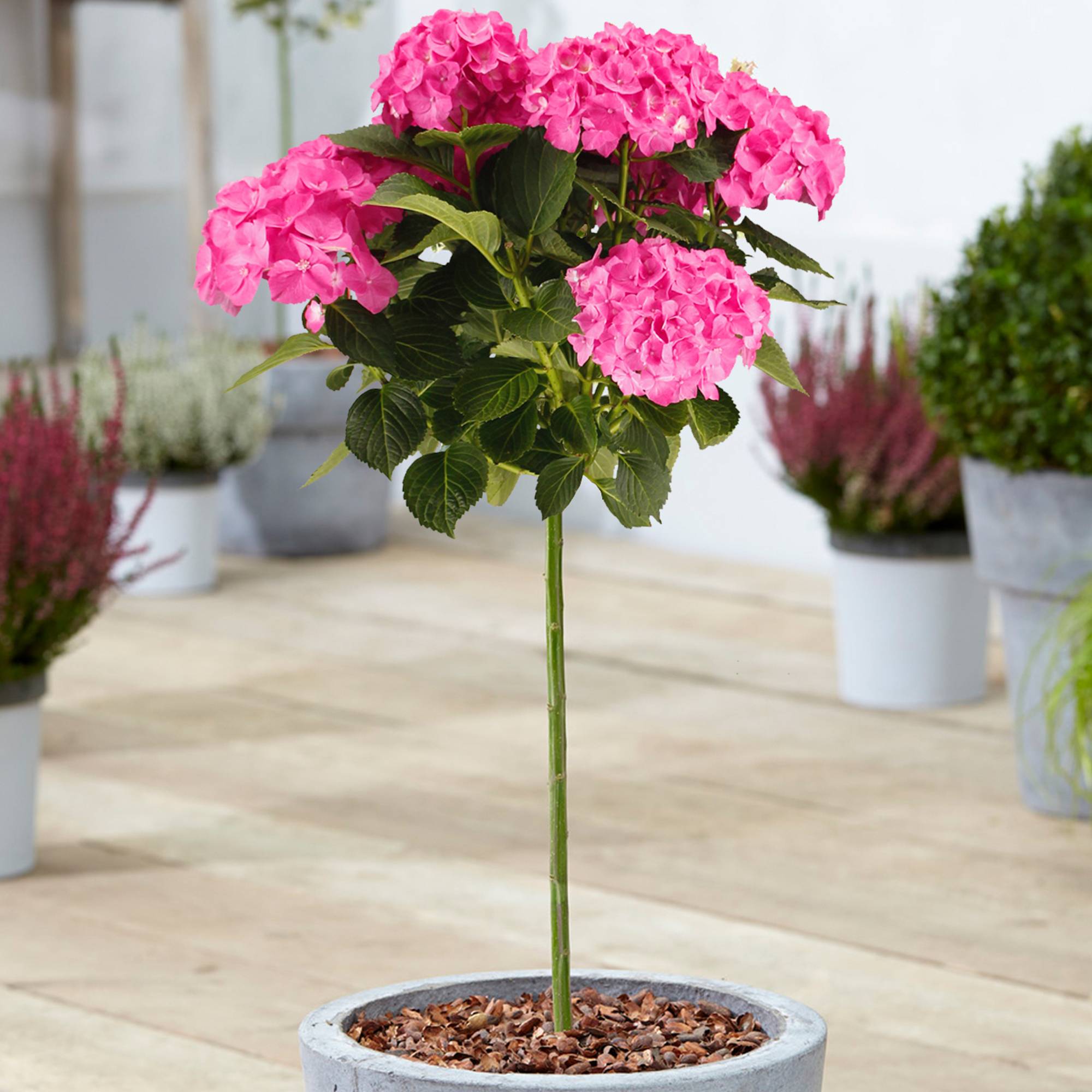 Gardenersdream - Hortensia macrophylla arbre patio rose, pot 3L, 50-90 cm - parfait pour terrasses et jardins - GardenersDream - Image 1