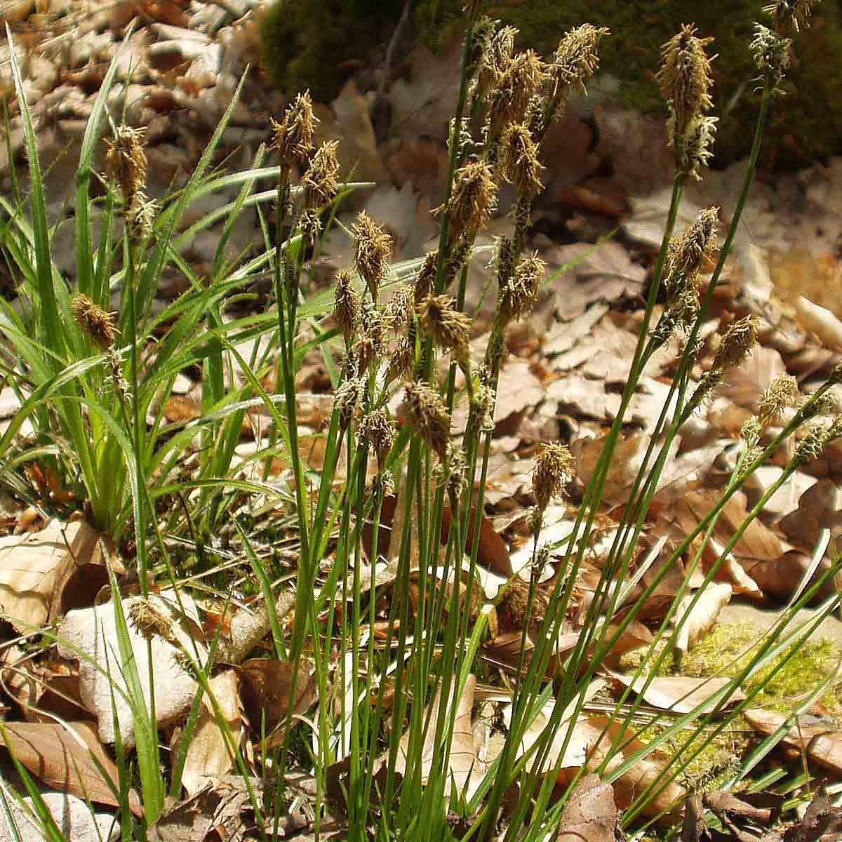 Promesse de Fleurs - Carex umbrosa - Laîche des ombrages Godet de 8/9 cm