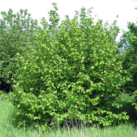 Noisetier commun - Corylus avellana en racines nues Pot de 80L/90L, Cépée
