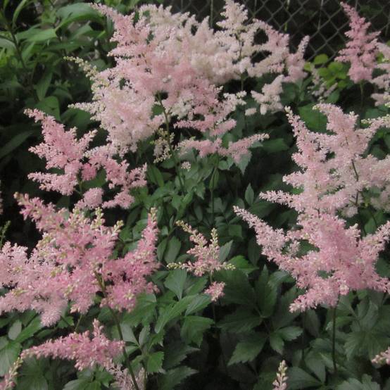 Astilbe japonica Peach Blossom Godet de 8/9 cm