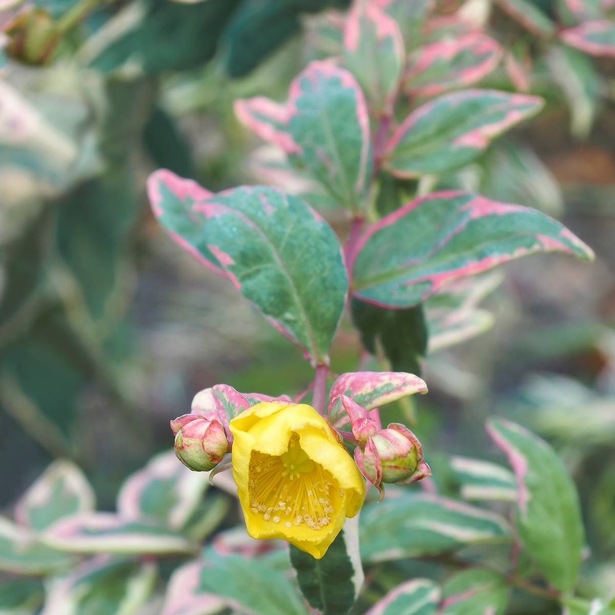 Promesse de Fleurs - Millepertuis tricolore - Hypericum moserianum Tricolor Godet de 8/9 cm - Image 1