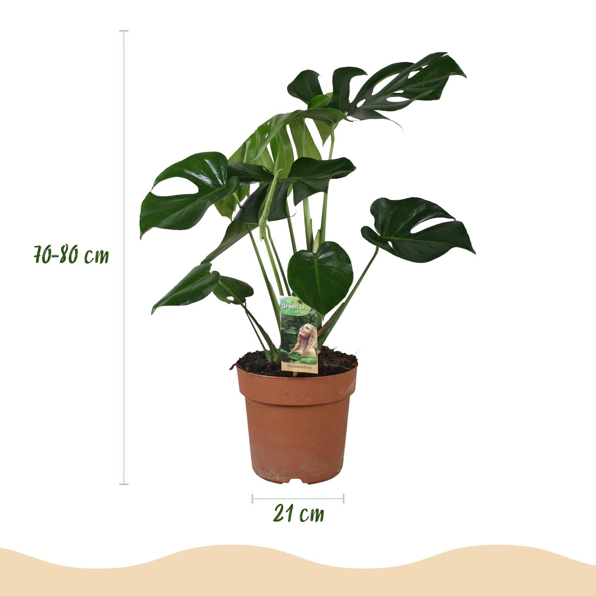 Monstera Deliciosa - H75cm - Image 2