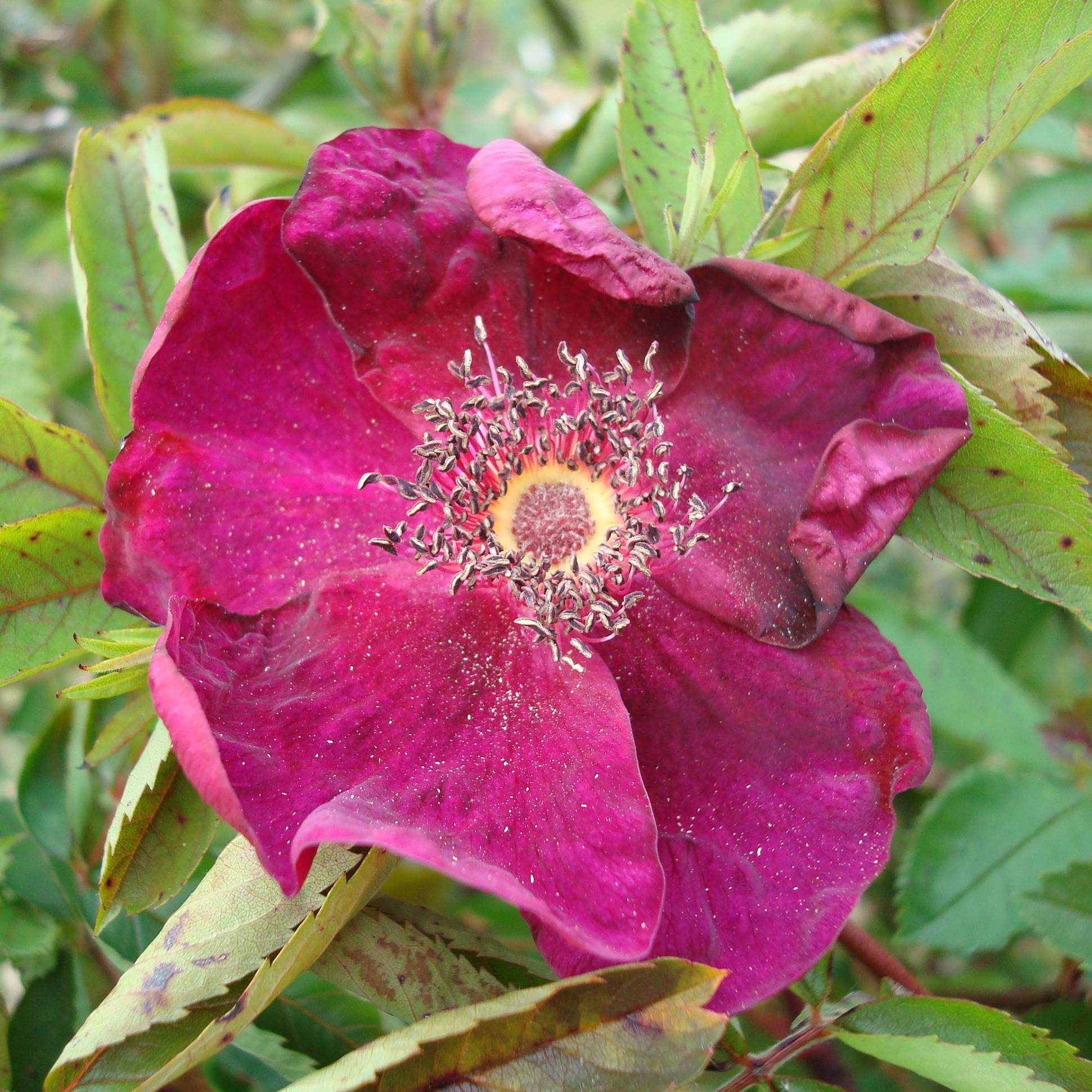 Rosier ancien Basye's Purple Rose Pot de 1,5L/2L
