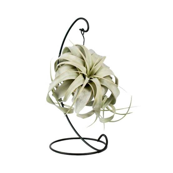Tillandsia King Xero 23cm - Plante d'intérieur- La Green Touch - Image 3
