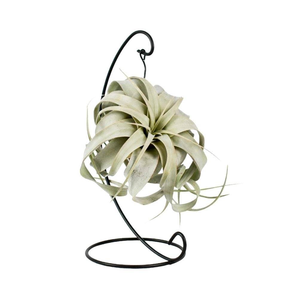 Tillandsia King Xero 23cm - Plante d'intérieur- La Green Touch - Image 3