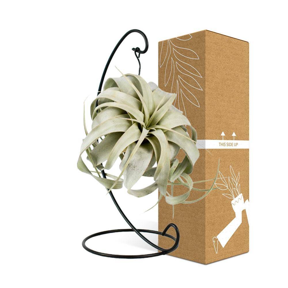 Tillandsia King Xero 23cm - Plante d'intérieur- La Green Touch - Image 5