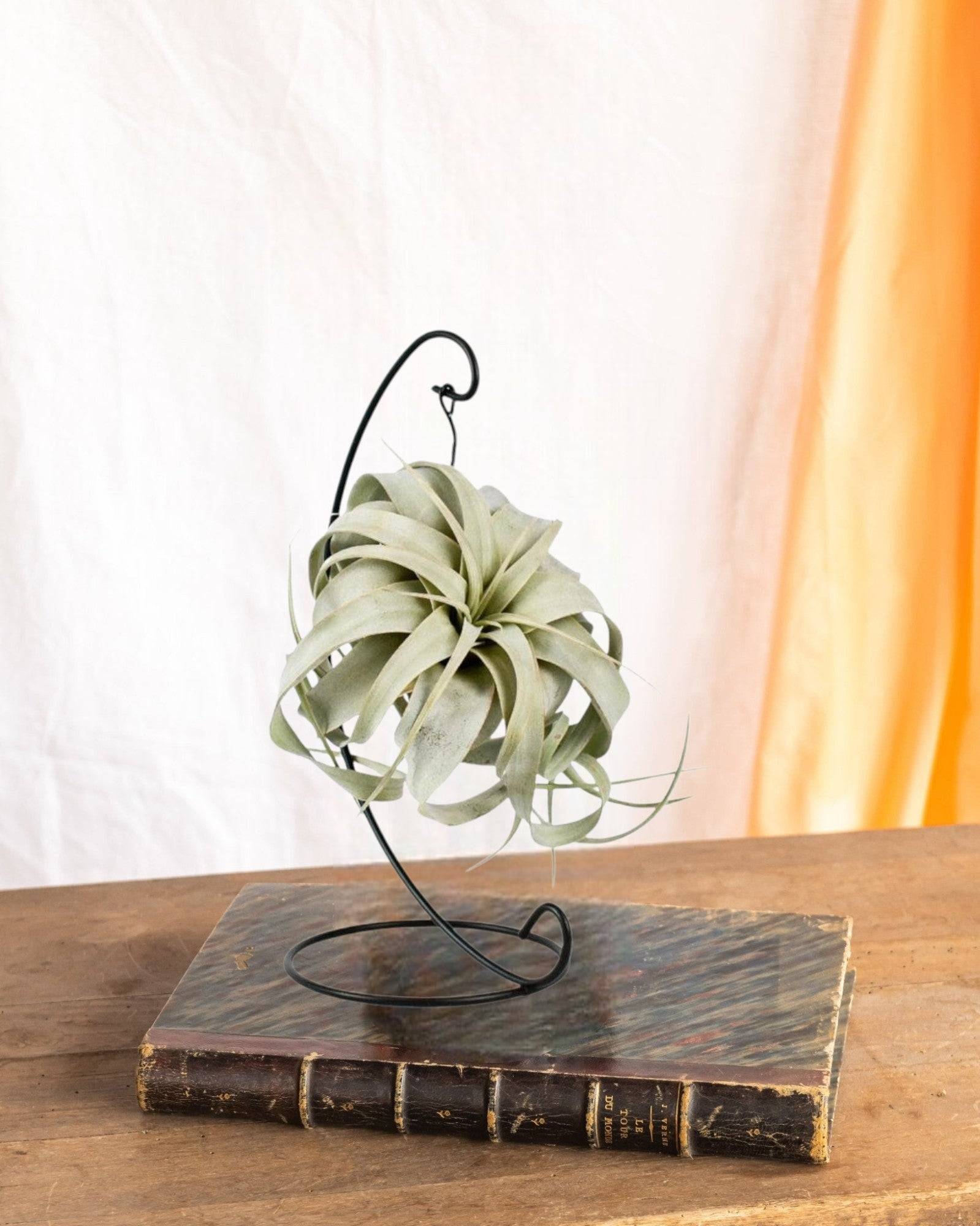 Tillandsia King Xero 23cm - Plante d'intérieur- La Green Touch - Image 2