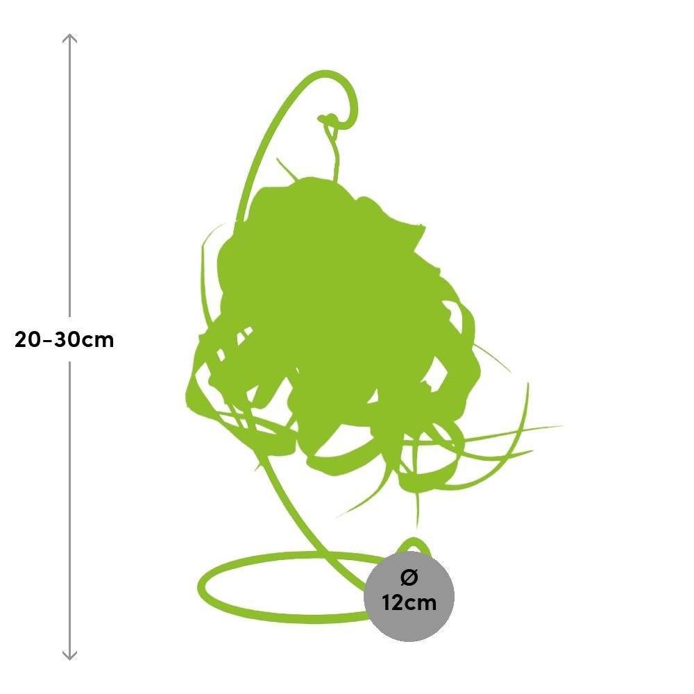 Tillandsia King Xero 23cm - Plante d'intérieur- La Green Touch - Image 4