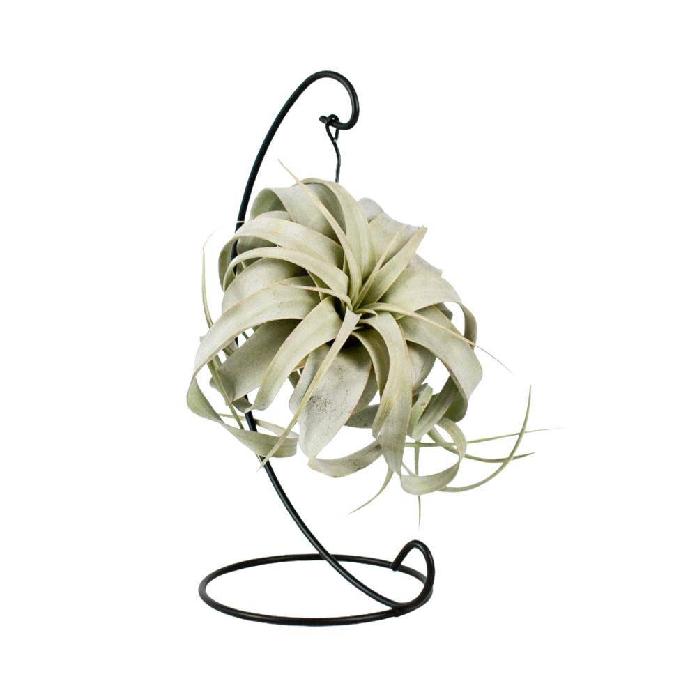 Tillandsia King Xero 23cm - Plante d'intérieur- La Green Touch