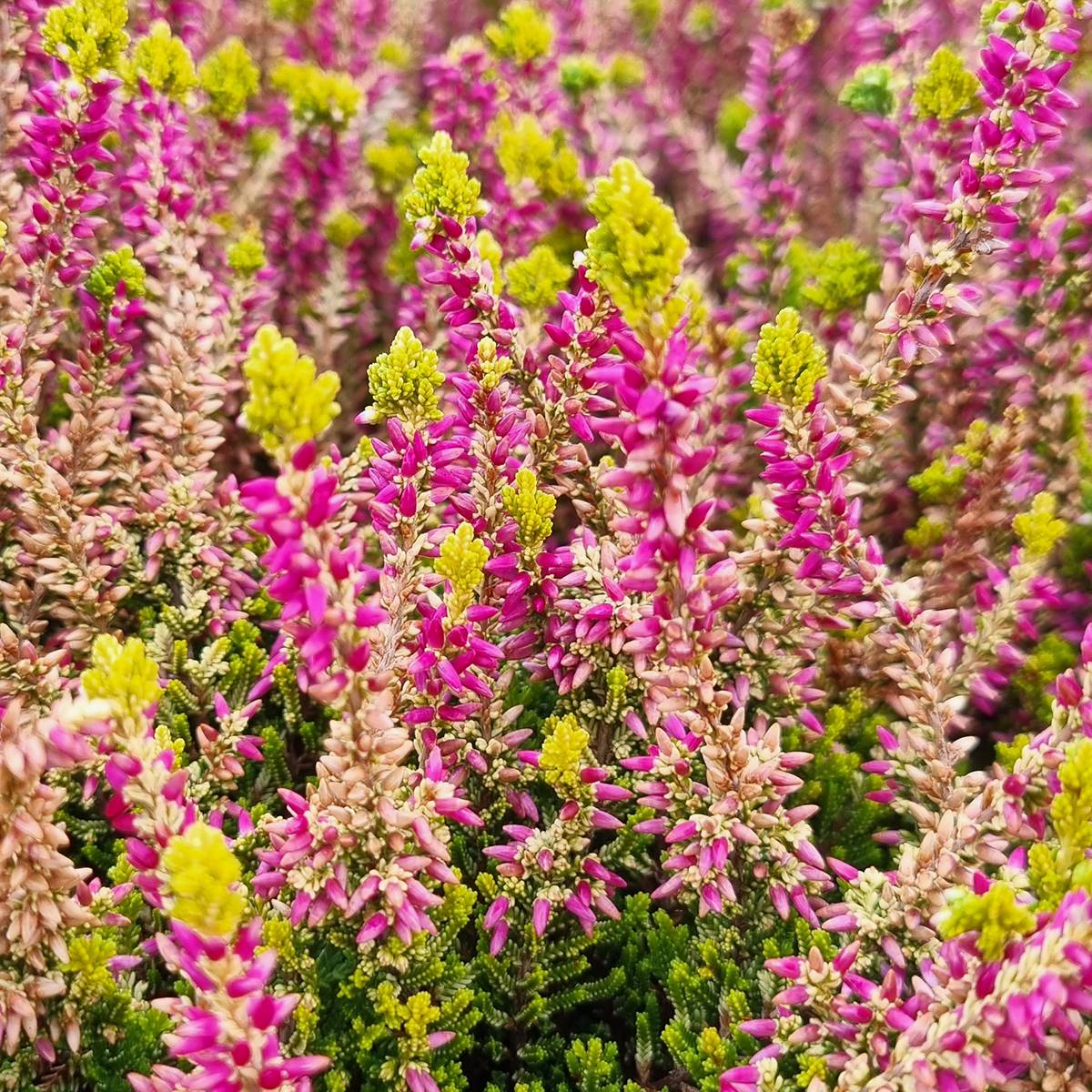 Promesse de Fleurs - Bruyère d'été - Calluna Garden Girls Golden Angie Godet de 8/9 cm