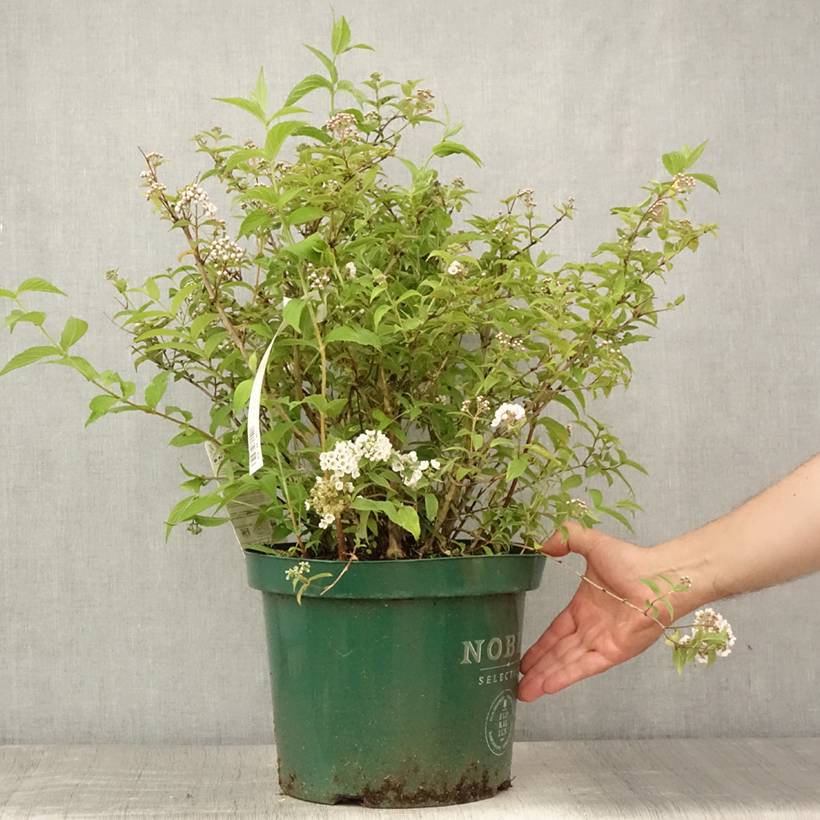 Promesse de Fleurs - Deutzia compacta Lavender Time - Deutzie Pot de 7,5L/10L - Image 2