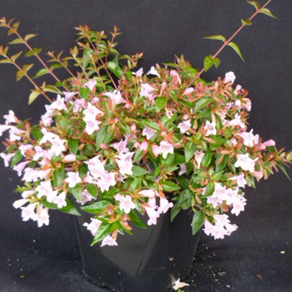 Abélie à grandes fleurs Edouard Goucher à fleurs Rose - feuillage Persistant - Pot de 4L - 40/60 cm-  hauteur à maturité De 1,00 m à 1,50 mm - Image 2