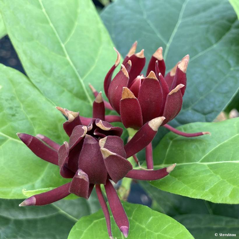 Promesse de Fleurs - Calycanthus Michael Lindsay - Arbre aux anémones Pot de 4L/5L - Image 1