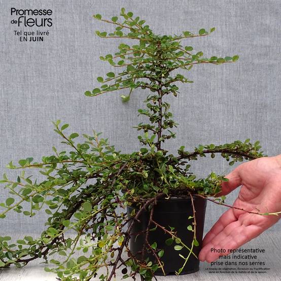 Promesse de Fleurs - Cotoneaster procumbens Queen of Carpets Pot de 1L/1,5L - Image 2