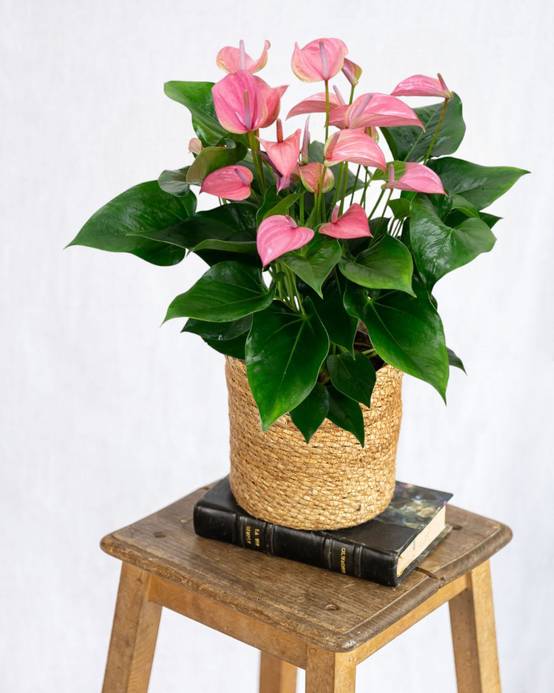 Anthurium rose poudré 55cm - Plante d'intérieur- La Green Touch - Image 2