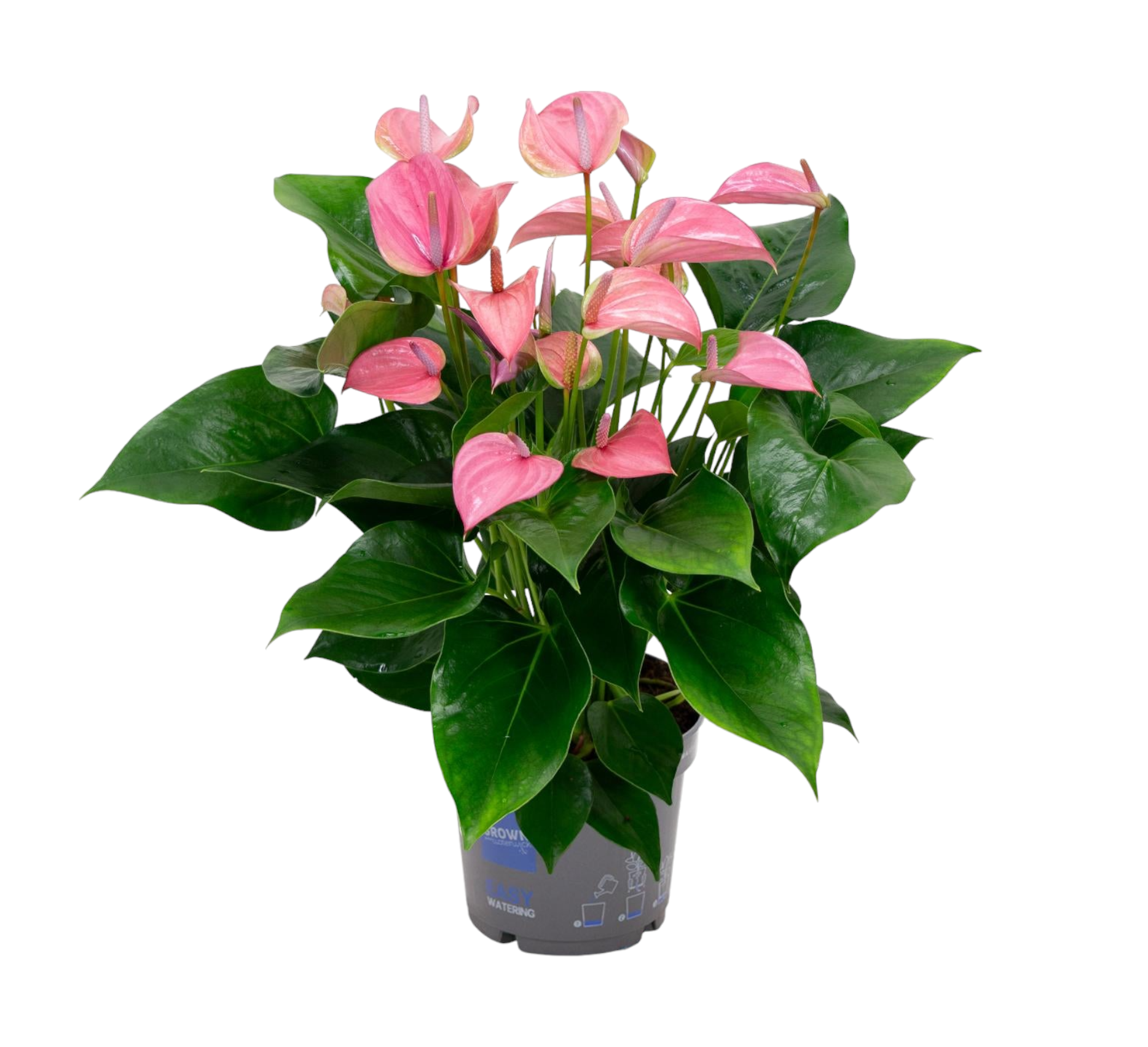 Anthurium rose poudré 55cm - Plante d'intérieur- La Green Touch - Image 1