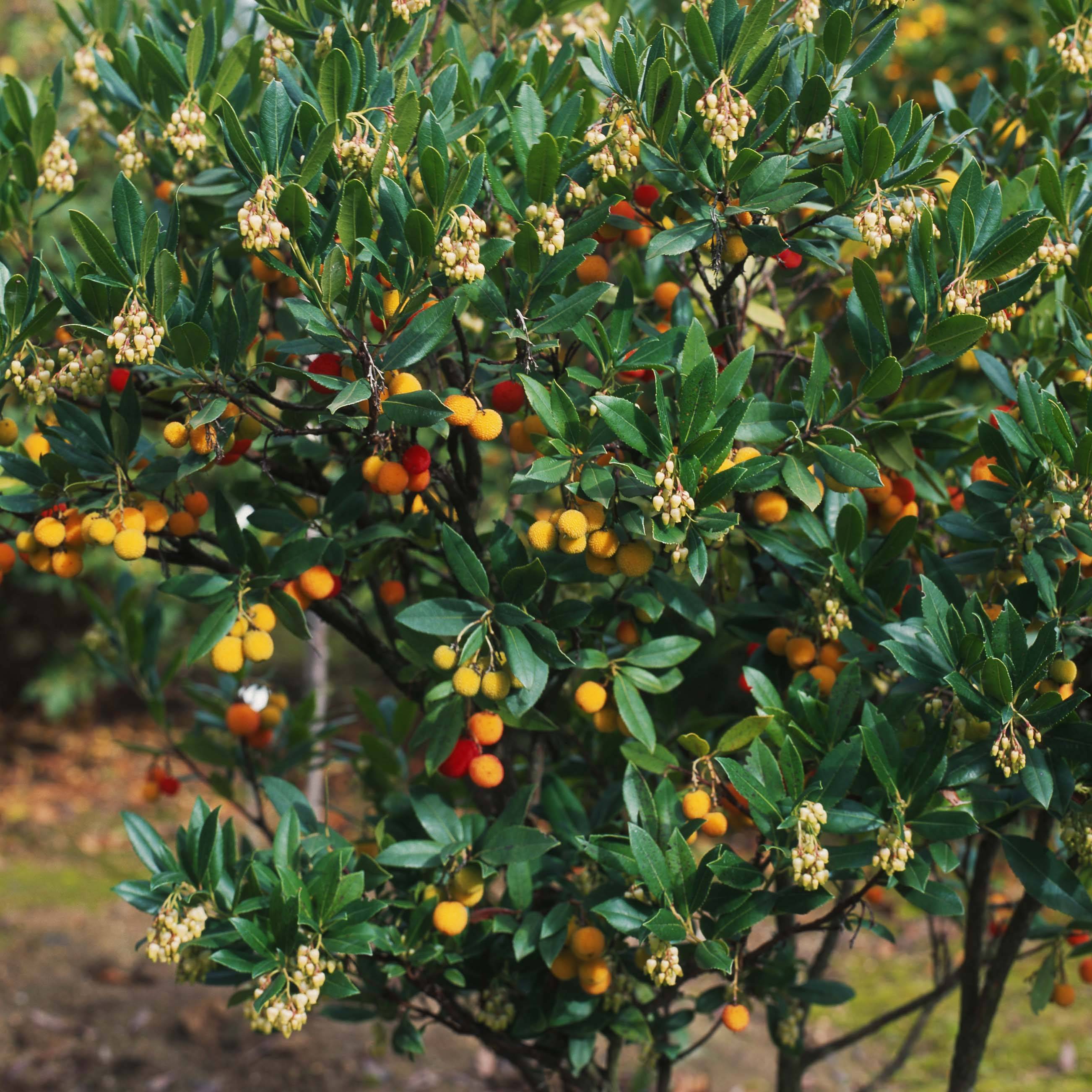 Promesse de Fleurs - Arbutus unedo Atlantic - Arbousier Pot de 4L/5L, Buisson