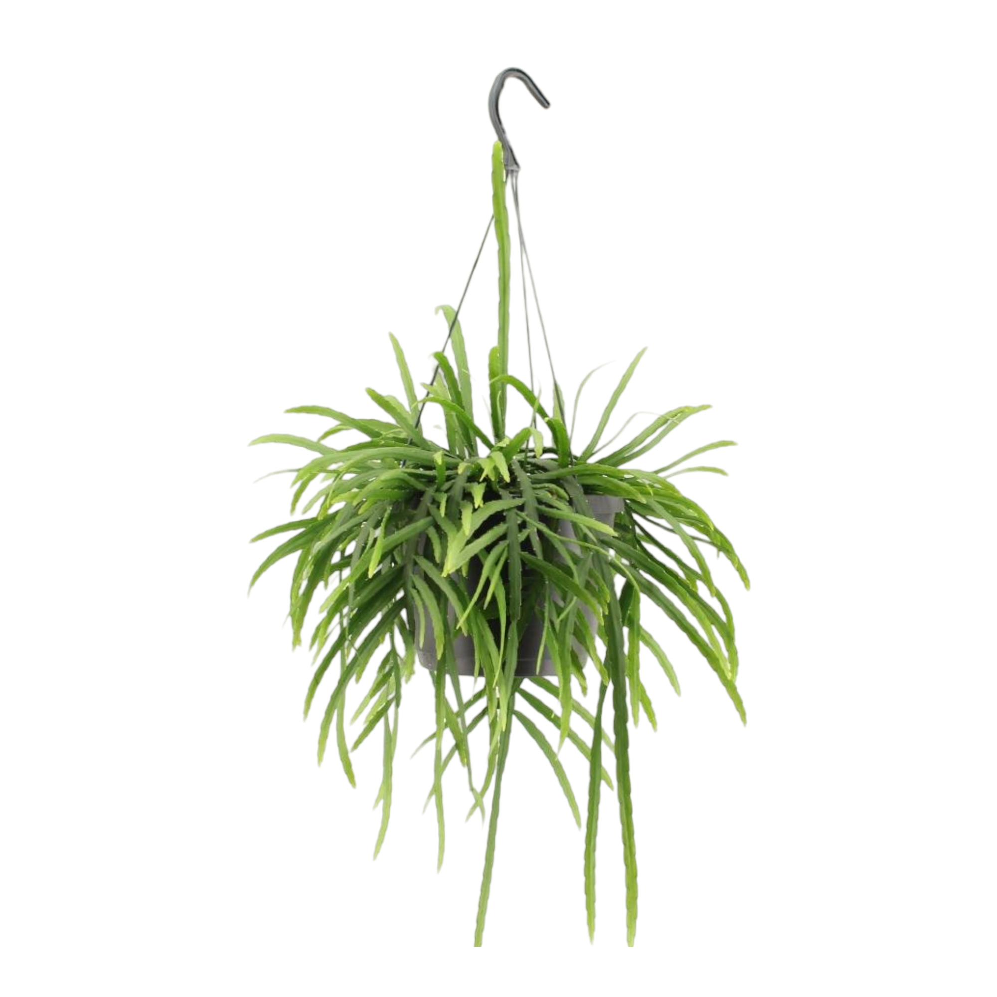 Lepismium Bolivianum 25cm - Plante d'intérieur- La Green Touch