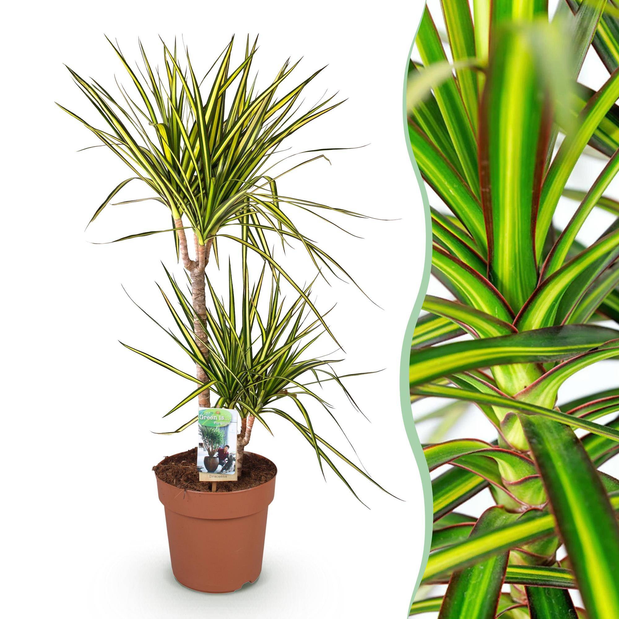 Dracaena Sunray - Pot de 21cm - Sans cache-pot - Plantes d'intérieur - Image 1