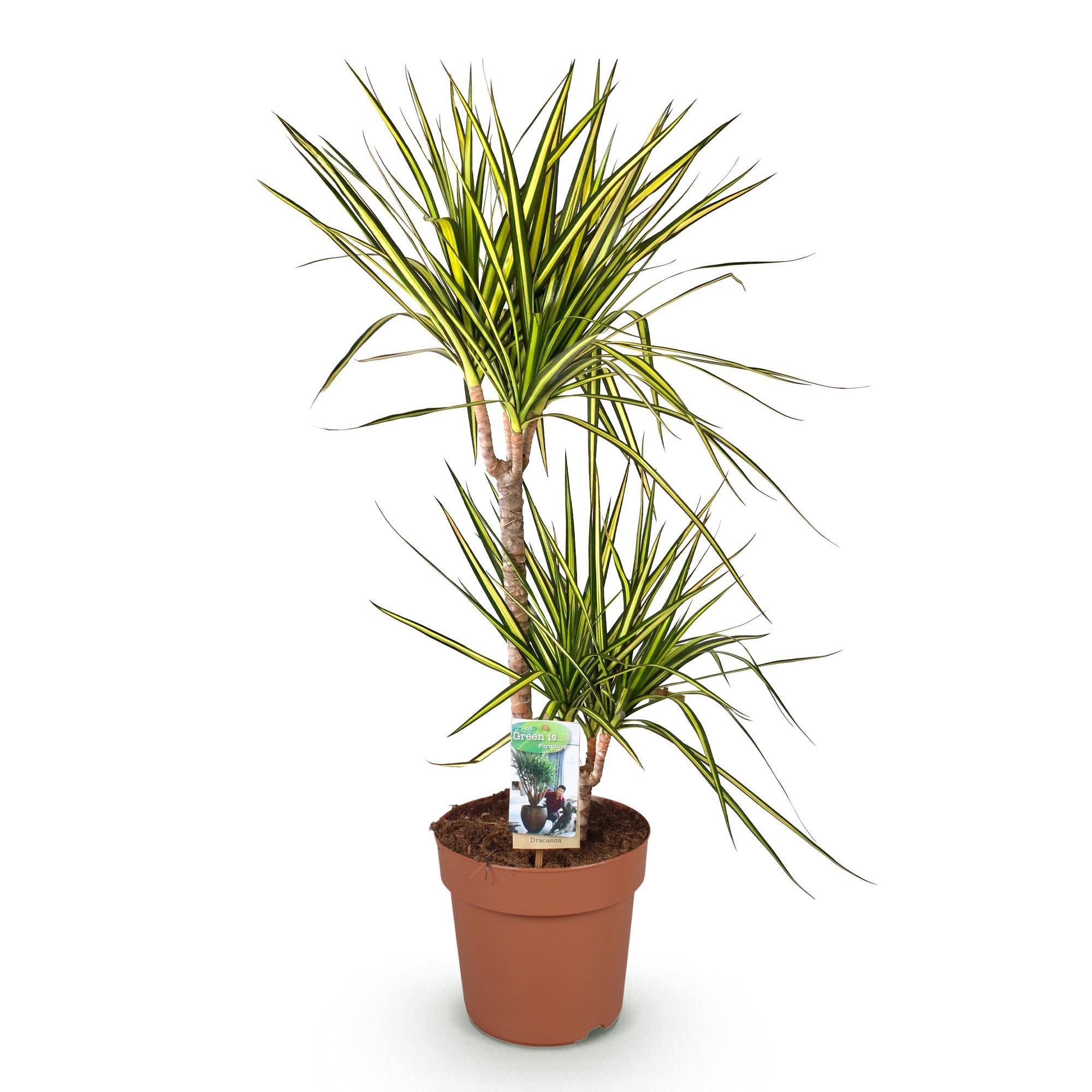 Dracaena Sunray - Pot de 21cm - Sans cache-pot - Plantes d'intérieur - Image 2