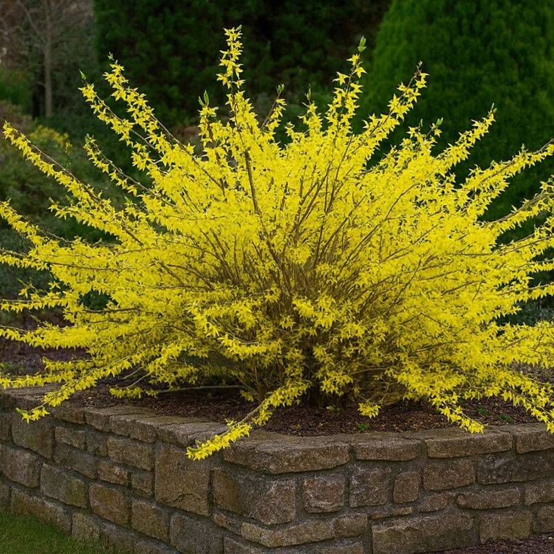 Forsythia 'Marée d'or' (Forsythia x intermedia 'Marée D'Or') - Godet 9cm - Pépinières Naudet