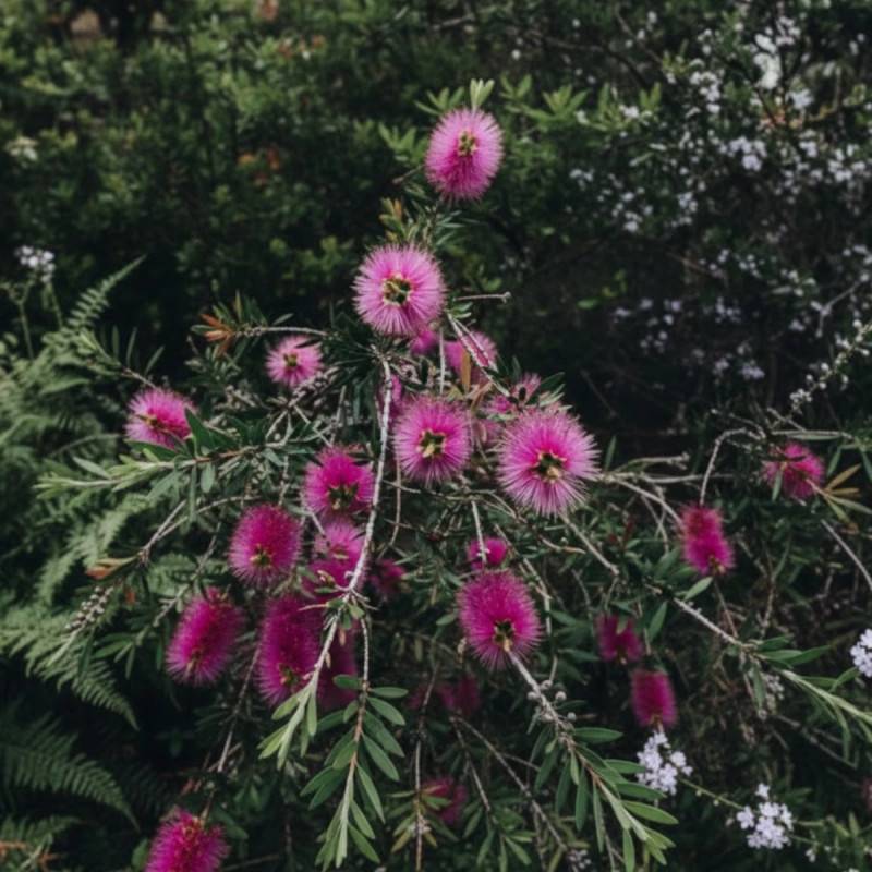Rince-bouteilles Violaceus, Callistemon à fleurs Rose - feuillage Semi-Persistant - Pot de 7,5L - 60/80 cm-  hauteur à maturité De 1,00 m à 1,50 m - Image 3