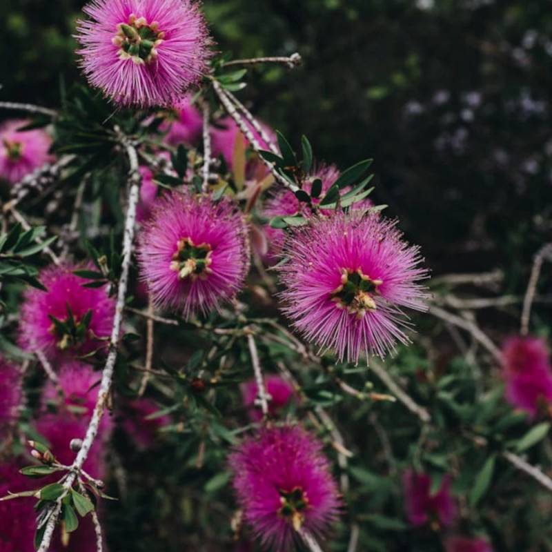 Rince-bouteilles Violaceus, Callistemon à fleurs Rose - feuillage Semi-Persistant - Pot de 7,5L - 60/80 cm-  hauteur à maturité De 1,00 m à 1,50 m - Image 2